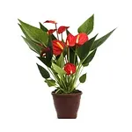 Planta Anturio Pote Número 09 - Unidade