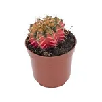 Planta Cactus Gymnocalycium Pt06 Unidade