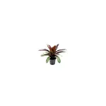 Planta Bromelia Variado P12 Unidade