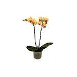 Orquídea Phalaenopsis Pote Número 12